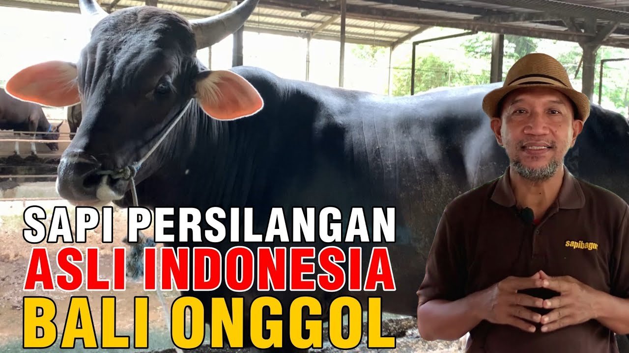 Hasil Persilangan Sapi Asli Indonesia Bali Dan Ongole.jpg